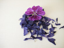 Dried Mallow Flowers And A Fresh Flower, Malvae Sylvestris Flos