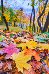 Poster - The autumn maple foliage