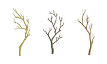 Set Of Dry Tree Branches. Bare Twigs Without Leaves Vector Illustration