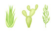 Evergreen succulent plants for garden or interior design vector illustration