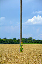 Telephone Pole Standing In Middle Of Vast Field In Summer