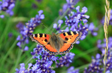 Orange Colored Butterfly Perching On Blooming Lavender