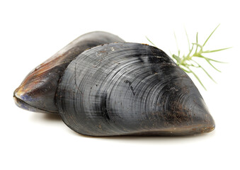 Sticker - Fresh mussel on white background