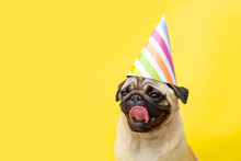 Portrait Funny Pug Dog On A Yellow Background Dressed In A Party Hat On A Yellow Background With Copy Space. Birthday Card. Dog With Tongue Hanging Out.