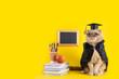Funny cat professor on yellow background with a blackboard, books and school supplies. Back to school, college, university. Copy space. Online courses, distant education, 1 september, library