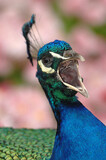 Fototapeta Sawanna - a male Indian peacock screams in the park