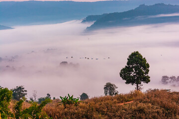 Wall Mural - Landscape of the mountains and field with fog on sunrise