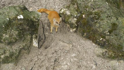 Wall Mural - A mongoose runs among the rocks in the desert. Wildlife