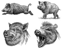 Vintage Engrave Isolated Hog Set Illustration Ink Sketch. Wild Boar Background Pig Art