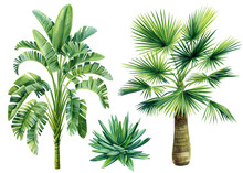 Palm Trees Set On Isolated White Background, Watercolor Illustration. Jungle Design