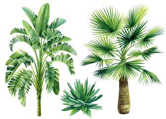 palm trees set on isolated white background, watercolor illustration. jungle design