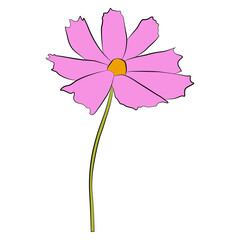 Wall Mural - Single cosmos flower vector simple illustration isolated on white background. Hand drawn colored version. Floral vector for childrens illustration, summer design, screen printing.