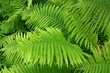 A fern is a member of a group of vascular plants (plants with xylem and phloem) that reproduce via spores and have neither seeds nor flowers.