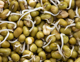 Sticker - Sprouted mung beans as background.