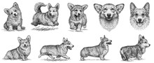 Vintage Engrave Isolated Corgi Dog Set Illustration Ink Sketch. Welsh Pembroke Background Korgi Art