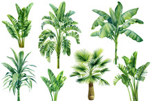 Palm Trees On Isolated White Background, Summer Set. Jungle Design