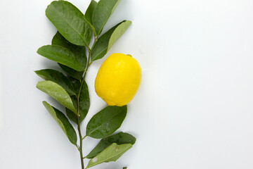 Wall Mural - A Lemon fruit with leaves isolate on white background, a branch of Lemon fruiton the top view