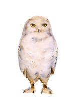 Hand-drawn Watercolor Polar Snowy Owl Illustration Isolated On White Background. White Owl Bird. Winter Arctic Animal