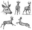Vintage engrave isolated deer set illustration ink sketch. Wild roe deer background art