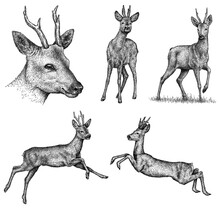 Deer Vintage Art Free Stock Photo - Public Domain Pictures