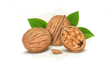 Wall Mural - Walnuts vector illustration with half piece of walnut with kernel and green leaves 