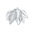 A cocoa pod with leaves and beans. Hand drawn vector illustration