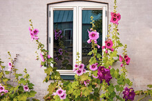 Beautiful Colourful Hollyhocks Alcea Rose Flower Bloom At The Window Of The House.