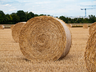 Bale of straw lie on the harvested field. Short stalks of wheat after harvesting. Agriculture and cultivation in Germany, Hessen.