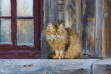 Cat On A Wooden Porch