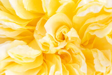Petals Of Bright Yellow Rose, Close-up. Abstract Yellow Floral Background