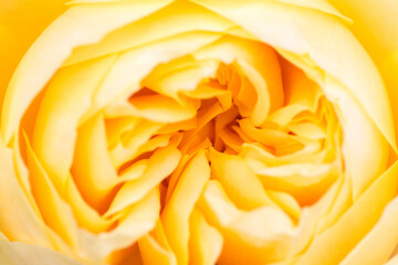 Wall Mural - petals of bright yellow rose, close-up. abstract yellow floral background
