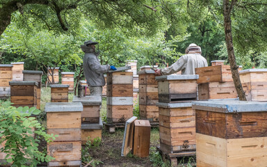 Wall Mural - Beekeeper removing honeycomb from beehive. Person in beekeeper suit taking honey from hive. Farmer wearing bee suit working with honeycomb in apiary. Beekeeping in countryside. Organic farming