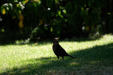 Blackbird On Lawn