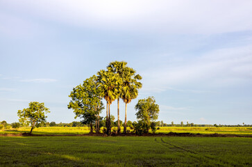 Wall Mural - A view of palm trees and trees growing on a mound among green rice fields.