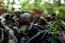 Large Snail In The Summer Forest After The Rain
