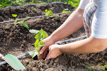 Sticker - A farmer plants a young sweet potato seedling in open ground in a garden bed.