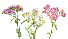 Pink And White Yarrow