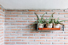 Potted Aloe On Shelf Hanging On Brick Wall