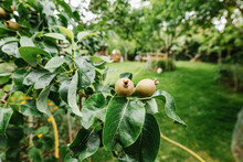 Unripe Fruits On Quince Tree Growing In Garden