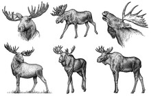 Vintage Engrave Isolated Moose Set Illustration Ink Sketch. Wild Elk Background Deer Art