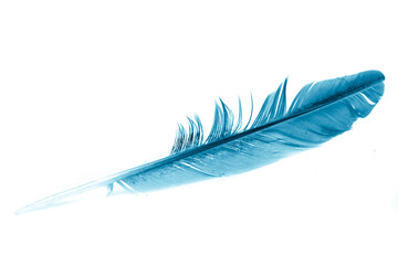 Wall Mural - a blue feather on a white isolated background