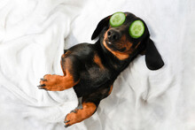 Black And Tan Dachshund Dog In Wellness Spa With Cucumber On Eyes, Covered With A Towel