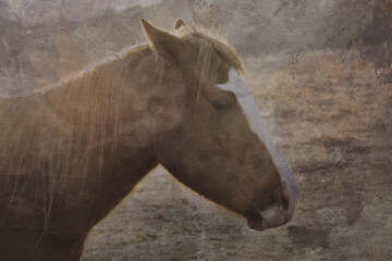 Wall Mural - Vintage rustic western image of horse for equine art portrait.