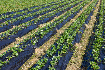 Poster - Strawberry meadow farm in countryside