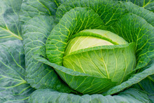 Cabbage In The Garden