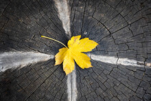 Yellow Autumn Maple Leaf Over Wooden Background With Copy Space. Fall Season Concept