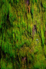 Wall Mural - Matière de mousse qui pousse le long d'un tronc de sapin dans le Morvan en automne