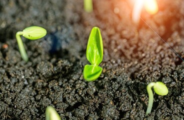 Poster - A delicate soybean sprout in the field stretches towards the sun. Rows of soy plants on an agricultural plantation.