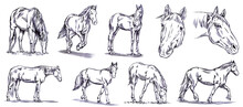 Vintage Engrave Isolated Horse Set Illustration Ink Sketch. Wild Mustang Background Nag Art