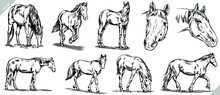 Vintage Engrave Isolated Horse Set Illustration Ink Sketch. Wild Mustang Background Nag Vector Art